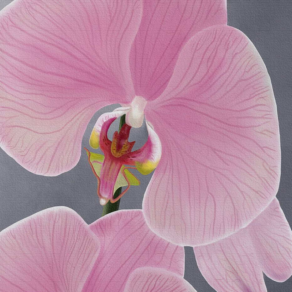 A close-up of Pink Lipstick orchid flower with delicate, veined petals and a detailed yellow and red center, set against a soft gray background. The image has a textured, painted look on gallery-wrapped canvas.