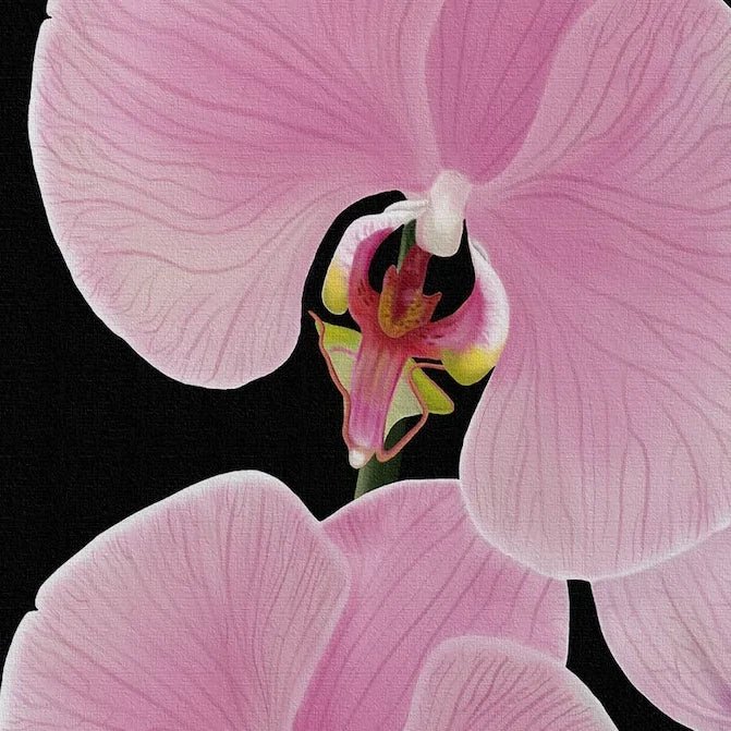 A pink orchid flower is shown close up against a black background, highlighting its delicate petals and a camouflaged green and pink orchid mantis. Subtle petal veins stand out, making it perfect for statement walls or as a gallery-wrapped canvas.