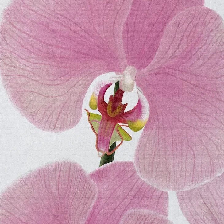 Close-up of a pink orchid flower with delicate, textured petals and fade-resistant color. The flower’s vibrant center stands out against a white background, highlighting vivid hues and intricate details—perfect for display on gallery-wrapped canvas.